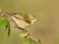 A2Z6392c  Tennessee Warbler (Oreothlypis peregrina)